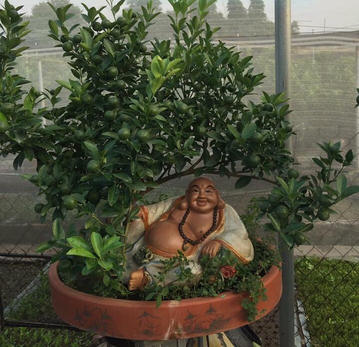 Quất thần tài thường được khách đặt trước. Ảnh: Xuân Lĩnh Quất Bonsai.