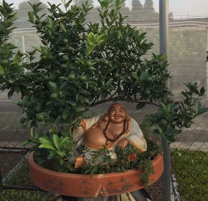 Quất thần tài thường được khách đặt trước. Ảnh: Xuân Lĩnh Quất Bonsai.