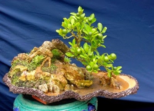 Quất bonsai tiểu cảnh đẹp mê hồn. Ảnh: Template Blogger.