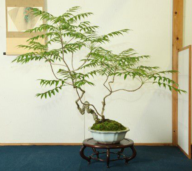 Cây bonsai dáng văn nhân có phong cách rất giản dị và tao nhã. Ảnh: Youcaycanh.