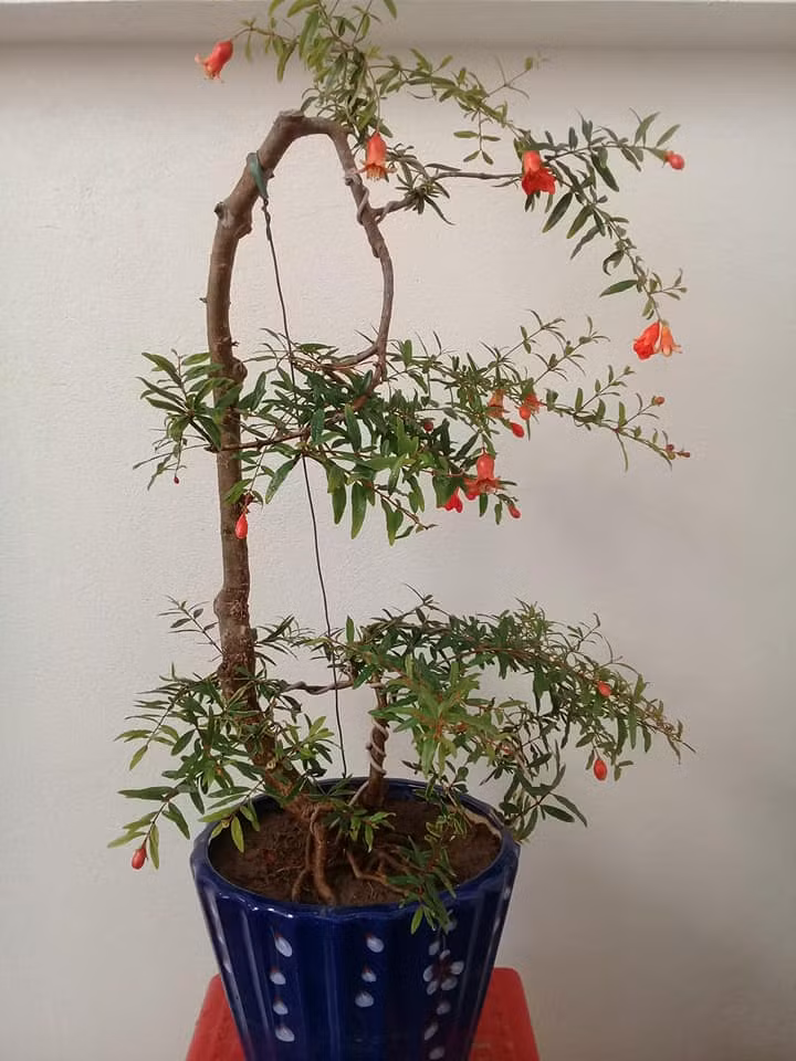 Lựu quả dáng văn nhân gây thương nhớ. Ảnh: FB Sáng cây.