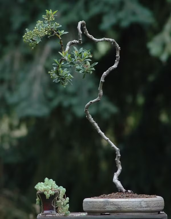Để tạo nên những dáng bonsai có thân hình cao hay mảnh khảnh, nhân văn, nghệ nhân phải áp dụng nhiều phương pháp tỉa cành tỉ mỉ. Ảnh: Bonsaihcm.