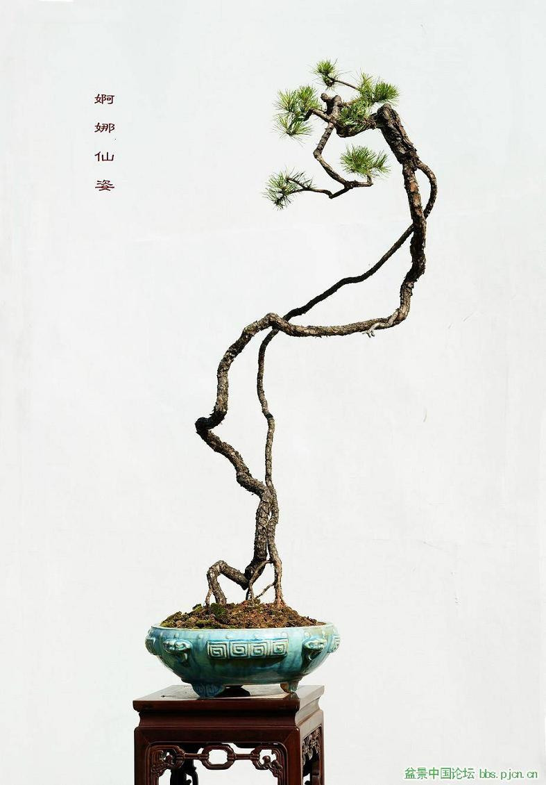 Bonsai thông dáng văn nhân lạ mắt. Ảnh: Internet.