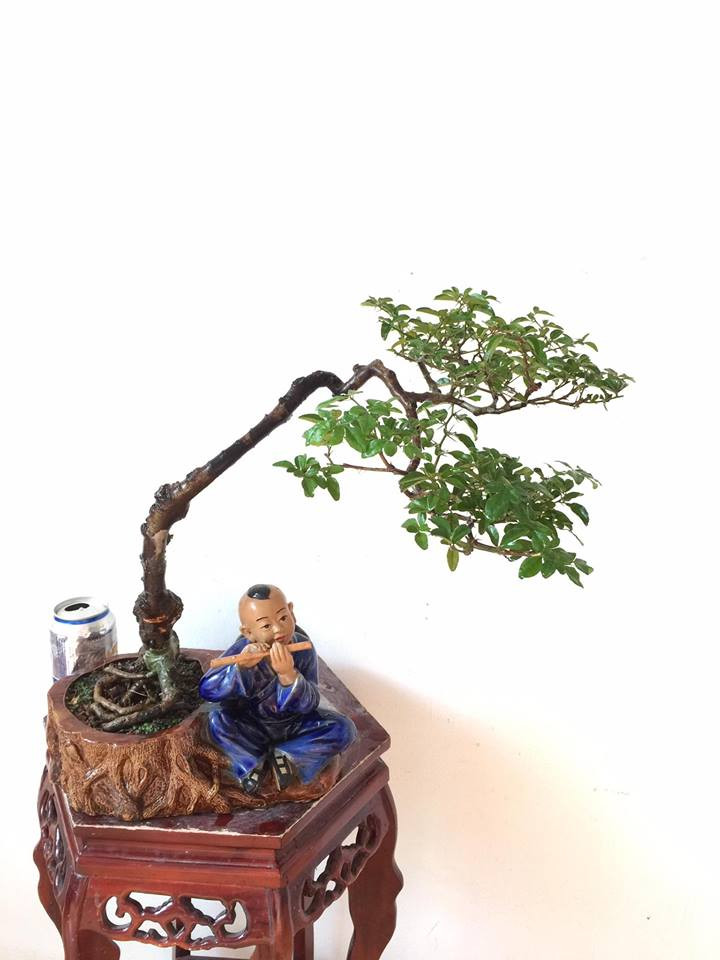 Bonsai kim quýt dáng văn nhân có tổng chiều cao cây 52cm, thích hợp để bàn. Ảnh: Shopkiengviet.