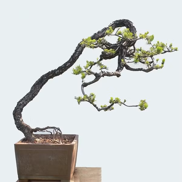 Cây bonsai dáng văn nhân còn tượng trưng cho nghị lực sống biết vươn lên số phận của con người. Ảnh: Bonsaihcm.