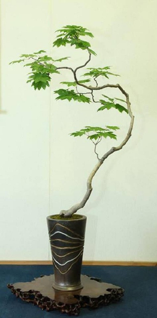 Điểm nổi bật của bonsai dáng văn nhân nằm ở chỗ, thân cây khúc khuỷu. Ảnh: Internet.