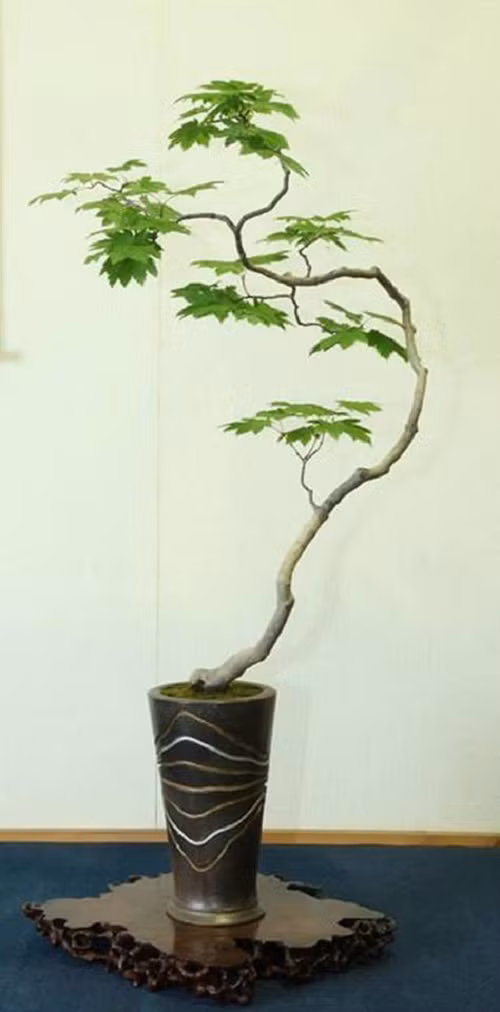 Điểm nổi bật của bonsai dáng văn nhân nằm ở chỗ, thân cây khúc khuỷu. Ảnh: Internet.