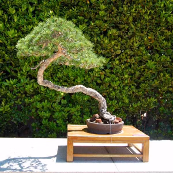 Bonsai dáng văn nhân gây được sự chú ý đặc biệt không chỉ với giới nho sĩ ngày xưa mà nay chúng cũng tạo được cảm tình và ấn tượng mạnh đối với người chơi. Ảnh: Bonsaihcm.