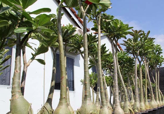 Thân cây càng dài thì càng làm tăng giá trị của cây. Ảnh: Dân Việt.