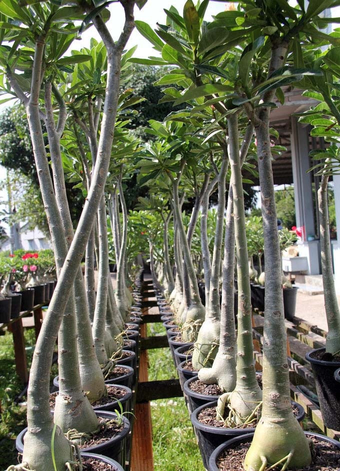 Điểm độc đáo là rễ được biến thành thân cây, rễ cây được kéo càng dài thì chiều cao của cây sẽ càng tăng. Ảnh: Dân Việt.