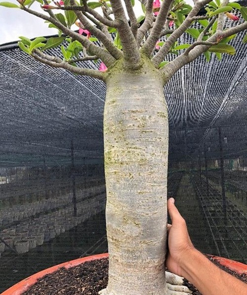 Sản phẩm lạ mắt của anh Phong được nhiều người săn lùng. Ảnh: Congan.