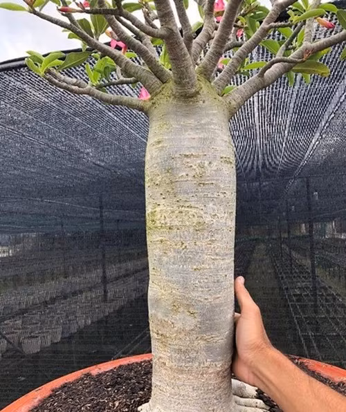 Sản phẩm lạ mắt của anh Phong được nhiều người săn lùng. Ảnh: Congan.