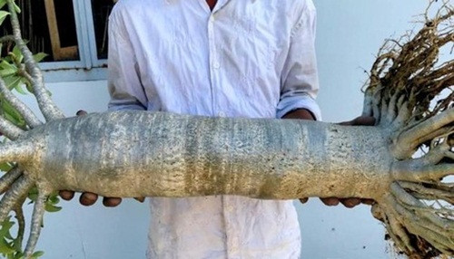 Mỗi năm, cây hoa sứ kéo thân được 2 lần, mỗi lần cây sẽ dài ra khoảng 20cm. Ảnh: Congan.