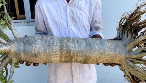 Mỗi năm, cây hoa sứ kéo thân được 2 lần, mỗi lần cây sẽ dài ra khoảng 20cm. Ảnh: Congan.