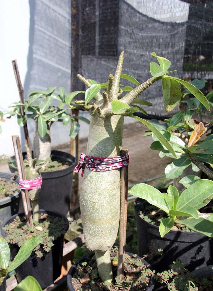 Thời gian tạo ra cây sứ độc đáo này từ 3 - 5 năm. Ảnh: Dân Việt.