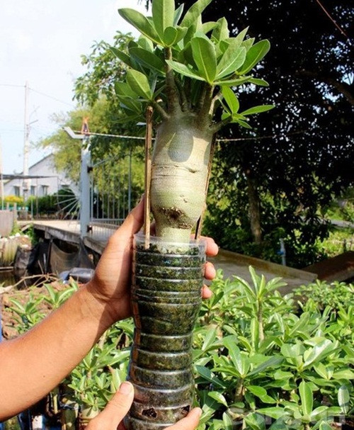 Loại sứ này có nguồn gốc từ Thái Lan, tán xòe rất tự nhiên. Ảnh: Congan.