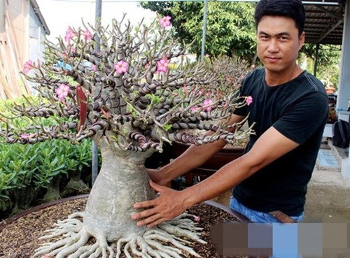 Dịp Tết Nguyên đán 2018, cây sứ cảnh "chân dài" giá giao động từ 500.000 đồng đến 20 triệu đồng/cây. Ảnh: Congan.