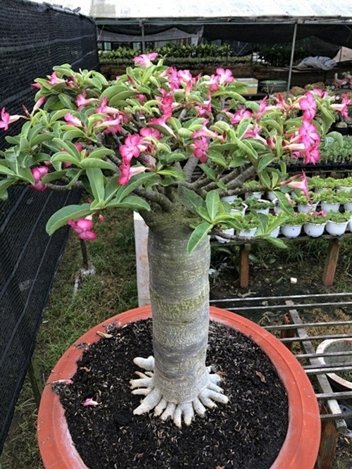 Những cây sứ càng lâu năm thì có giá bán càng cao. Ảnh: Baovinhlong.