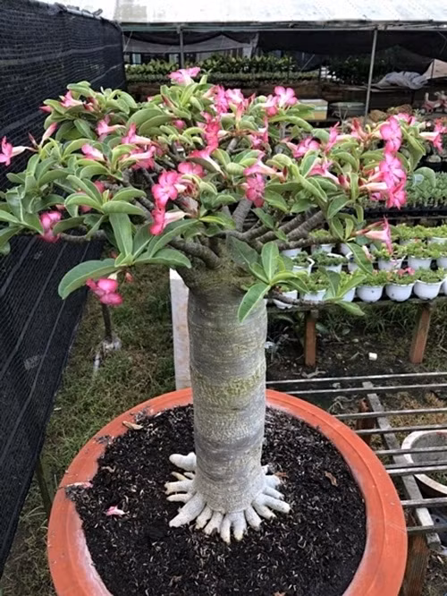 Những cây sứ càng lâu năm thì có giá bán càng cao. Ảnh: Baovinhlong.