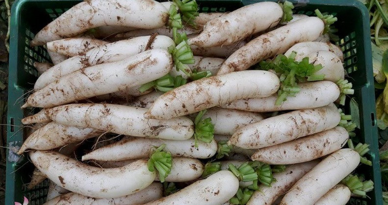 Hàng tấn củ cải to đều, trông thích mắt. Ảnh: Truyenhinhnghean.