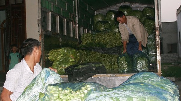 Gia đình trồng nhiều có thể thu cả triệu đồng mỗi ngày. Ảnh: Baonghean.