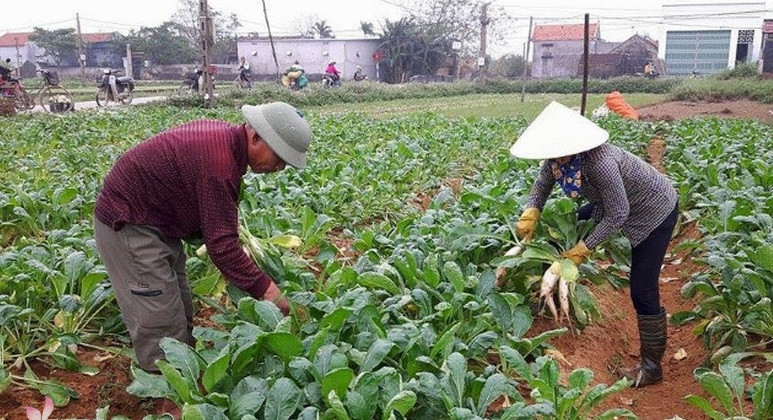 Những năm gần đây, bà con không trồng ồ ạt củ cải nên phần nào hạn chế tình trạng được mùa, rớt giá. Ảnh: Truyenhinhnghean.