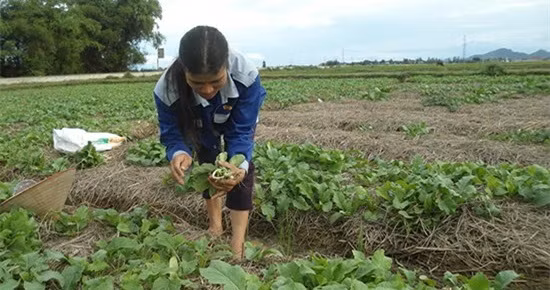 Ít sâu bệnh, củ cải trắng từ khi xuống giống đến thu hoạch chỉ mất 45 ngày. Ảnh: Baonghean.