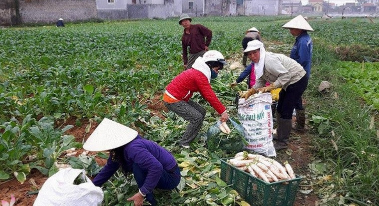 Trung bình, mỗi sào củ cải trắng ở Quỳnh Bảng cho thu lãi khoảng 4 triệu đồng. Ảnh: Truyenhinhnghean.