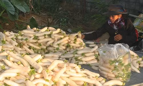 Thời điểm đầu vụ, củ cải trắng có giá 8.000 đồng/kg. Hiện vào vụ chính nên giá giảm xuống còn 3.000 - 3.500 đồng/kg. So với các giống cây trồng khác, củ cải trắng cho giá trị cao hơn. Ảnh: Baonghean.