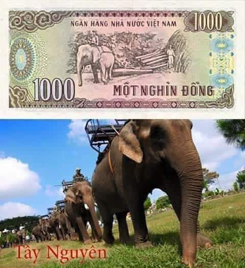 Tờ 1.000 đồng là hình ảnh người lao động cưỡi voi khai thác gỗ tại Tây Nguyên.