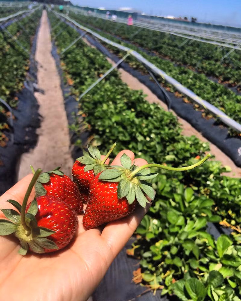 Những quả dâu tây Úc to, mọng, màu đỏ tươi, hình trái tim đẹp mắt. Ảnh: Yelp.