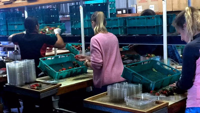 Dâu tây sau khi hái được đưa vào xưởng. Ảnh: Vietnamnet.