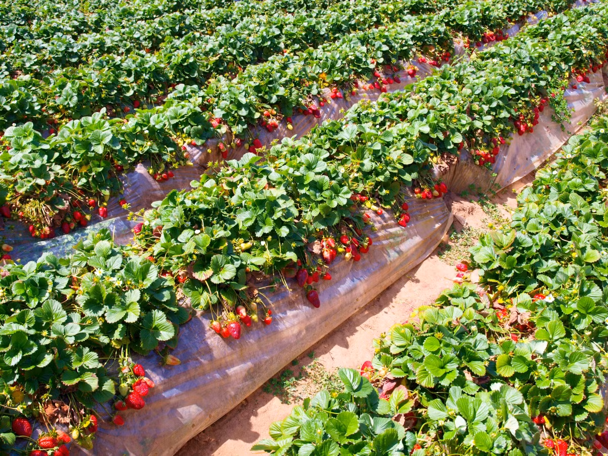 Tại Australia, dâu tây được trồng nhiều trong khu vực như Toolangi (Victoria), Stanthorpe (Queensland), Western Australia và South Australia. Ảnh: The New Daily.