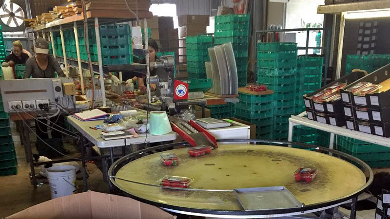 Tại đây, nhân viên chọn dâu tây cho vào hộp. Những hộp dâu tây theo dây chuyền chạy ra ngoài. Ảnh: Vietnamnet. Video: Mê mẩn vườn dâu tây Mỹ gây sốt ở Đà Lạt. Nguồn: VTC16.