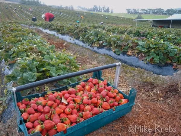 Dâu tây được trồng từ tháng 2 đến tháng 5 bắt đầu có trái kéo dài đến tháng 9. Ảnh: Western Australia.