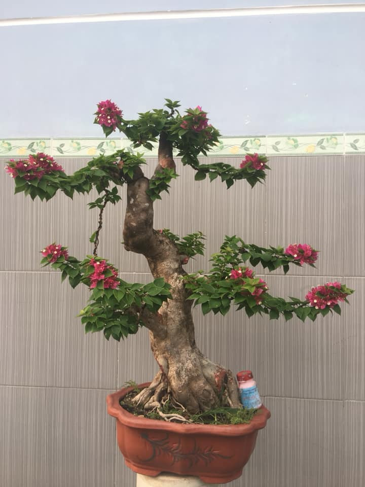 Là cây thân gỗ nên hoa giấy có thể cao tới 10m. Ảnh: FB Bonsai Tâm.