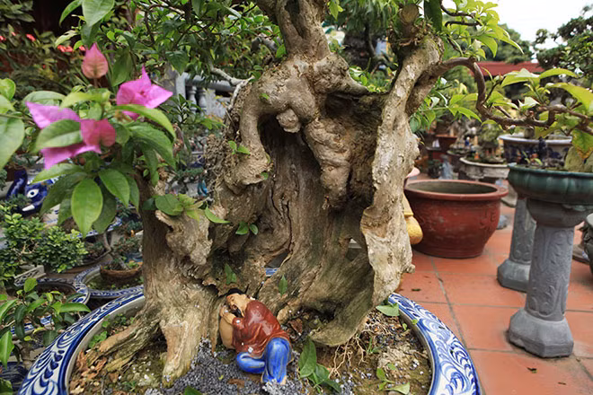 Gốc cây xù xì mang dáng vẻ cổ kính. Ảnh: Dân Việt.