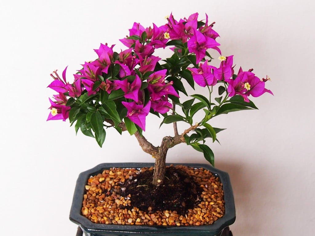 Chậu bonsai mini nở hoa tím độc đáo. Ảnh: Bonsai Tree Gardener.