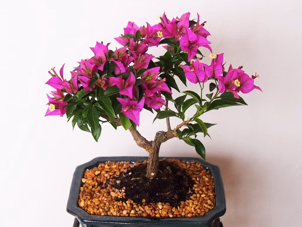 Chậu bonsai mini nở hoa tím độc đáo. Ảnh: Bonsai Tree Gardener.