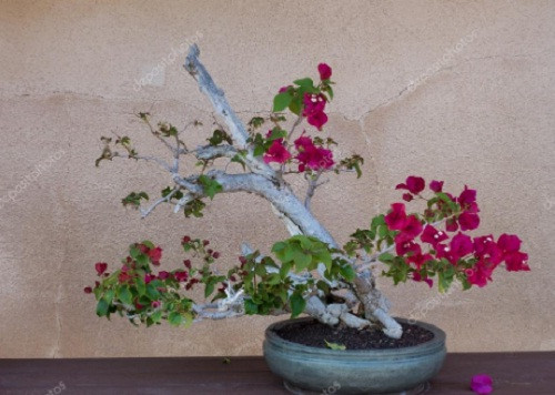 Bonsai hoa giấy dáng nghiêng tuyệt đỉnh. Ảnh: Depositphotos.