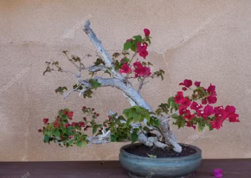 Bonsai hoa giấy dáng nghiêng tuyệt đỉnh. Ảnh: Depositphotos.