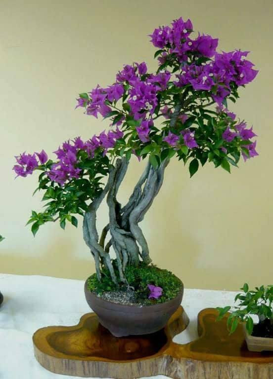 Để có một chậu hoa giấy bonsai, nghệ nhân phải mất rất nhiều thời gian và công sức tạo dáng, uốn thế…Ảnh: FB Trang Lê.