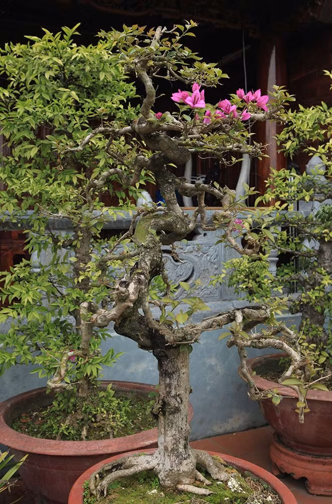 Man nhan loat bonsai hoa giay dep hut hon