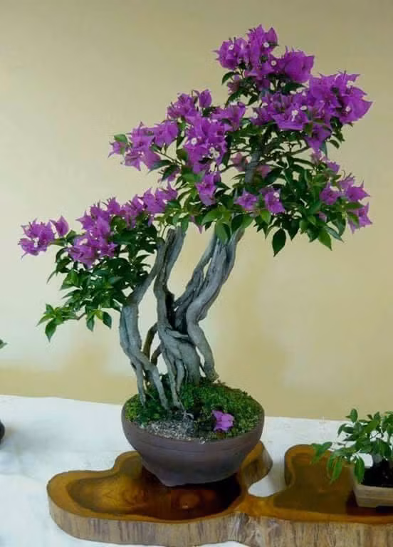Để có một chậu hoa giấy bonsai, nghệ nhân phải mất rất nhiều thời gian và công sức tạo dáng, uốn thế…Ảnh: FB Trang Lê.
