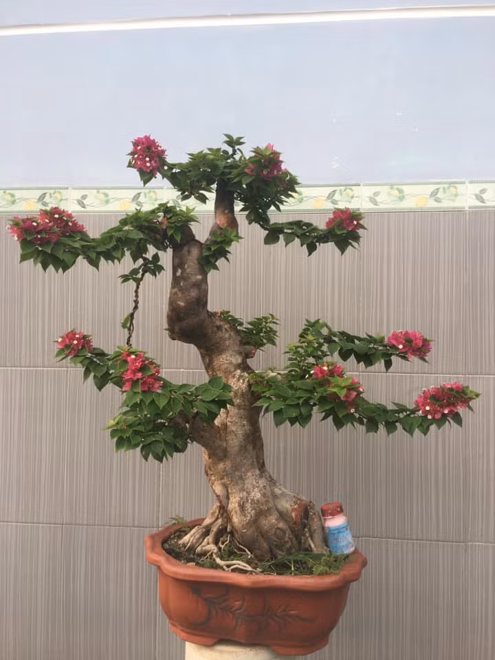 Là cây thân gỗ nên hoa giấy có thể cao tới 10m. Ảnh: FB Bonsai Tâm.