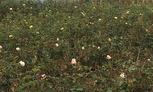 Năm 2017, vườn hoa hồng rộng 6.000m2 của chị Bảy cho thu lãi 600 triệu đồng. Ảnh: Dân Việt.