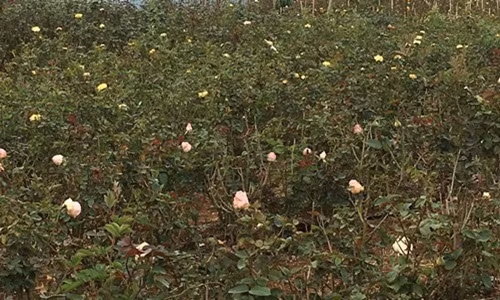 Năm 2017, vườn hoa hồng rộng 6.000m2 của chị Bảy cho thu lãi 600 triệu đồng. Ảnh: Dân Việt.