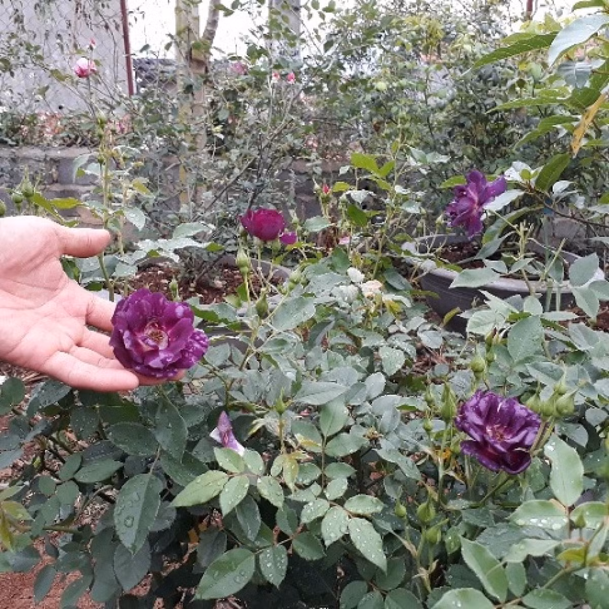 Mỗi năm, những gốc hoa hồng mang về cho anh Hùng khoảng 100 triệu đồng. Ảnh: Dân Việt.