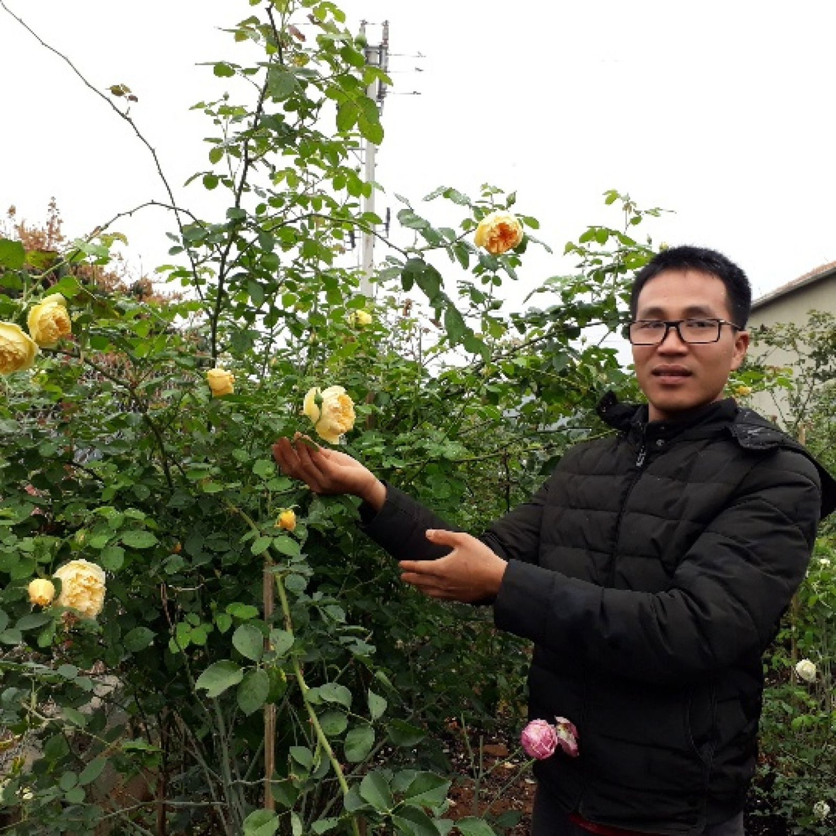 Cũng ở Sơn La, vườn hồng của anh Ngọ Doãn Hùng bán ra thị trường gần 1.000 cây hoa hồng ngoại và hoa hồng cổ mỗi năm. Ảnh: Dân Việt.