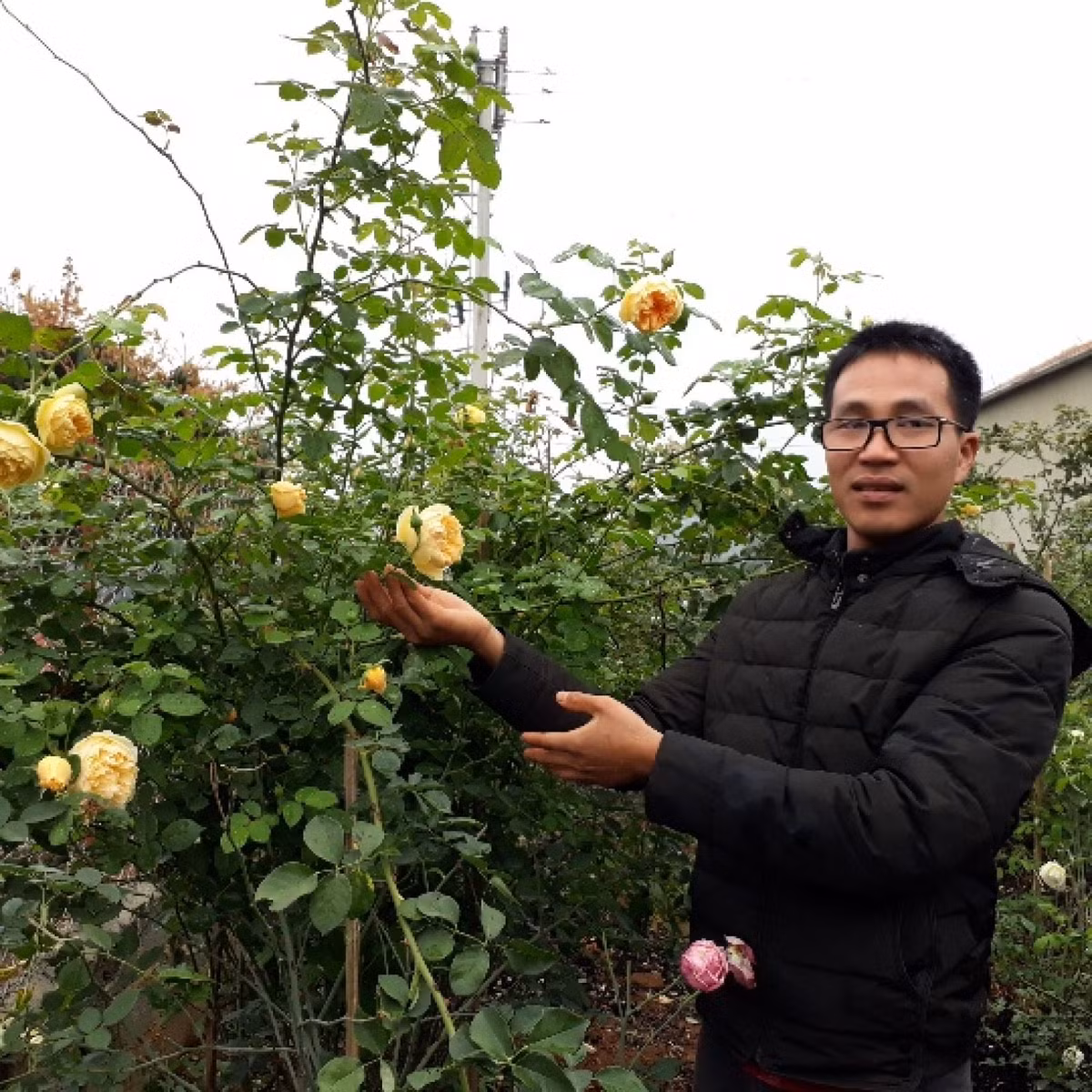 Cũng ở Sơn La, vườn hồng của anh Ngọ Doãn Hùng bán ra thị trường gần 1.000 cây hoa hồng ngoại và hoa hồng cổ mỗi năm. Ảnh: Dân Việt.